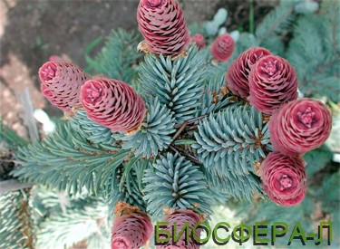 el-golubaya4
